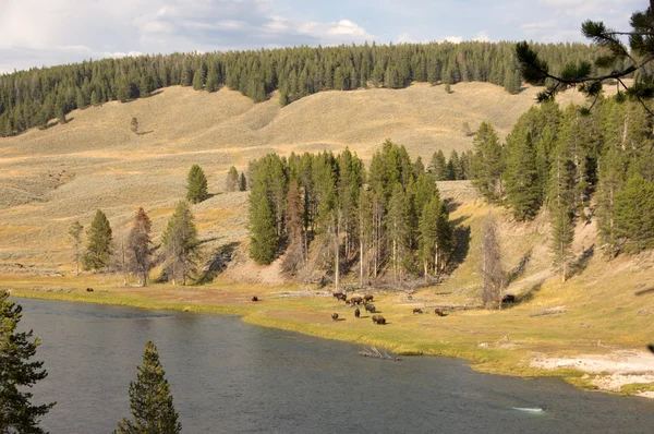 Parque Nacional Yellowstone, Utah, EE.UU. — Foto de Stock