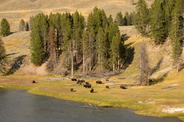 Parque Nacional Yellowstone, Utah, EE.UU. — Foto de Stock