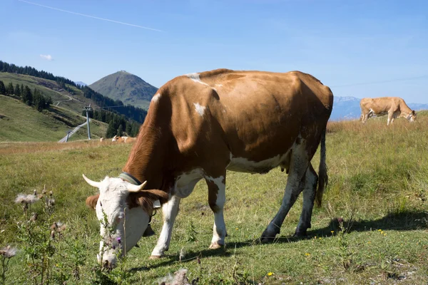 Wilder Kaiser, Tirol, Ausztria — Stock Fotó