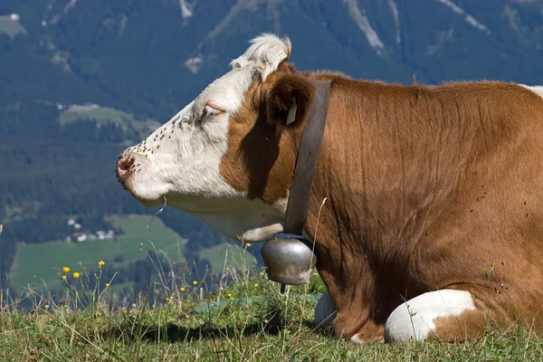 Wilder Kaiser, Tirol, Ausztria — Stock Fotó