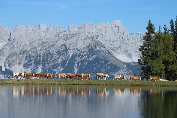 Wilder Kaiser, Tirol, Austria — Foto de Stock