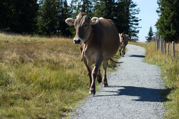 Wilder Kaiser, Tirol, Áustria — Fotografia de Stock