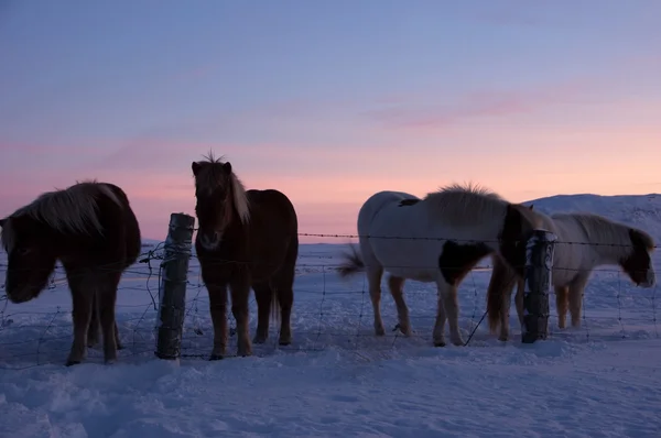 Ponys en Valley Haukadalur, Islandia — Foto de Stock