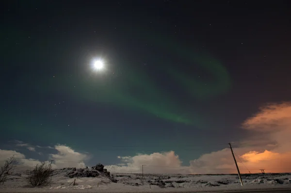 Aufca borealis — стоковое фото
