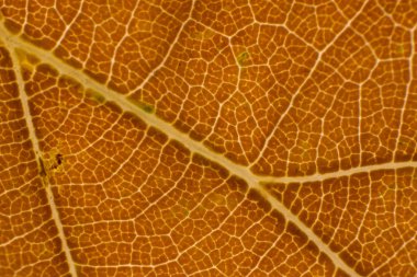 Yakın - Up sonbahar yaprak