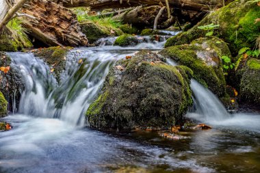 Bavyera ormanı, Bavyera, Almanya