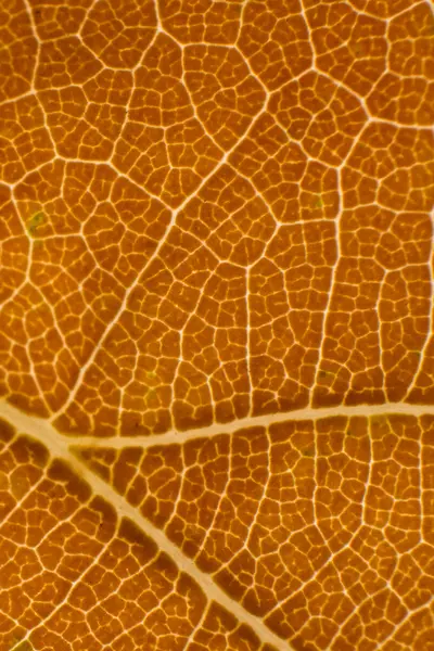 Close - Up podzimní list — Stock fotografie