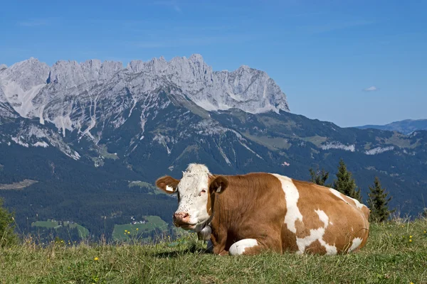 Wilder Kaiser, Tirol, Áustria — Fotografia de Stock
