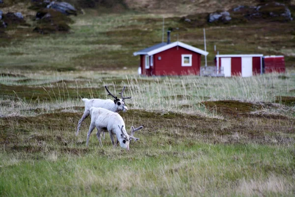 Terreno ancho en Noruega — Foto de Stock