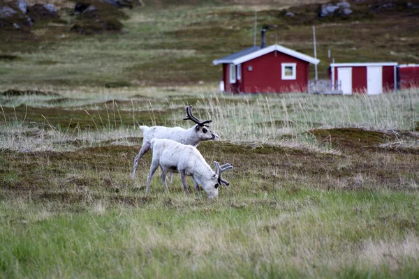 Rentiere Norwegen içinde — Stok fotoğraf