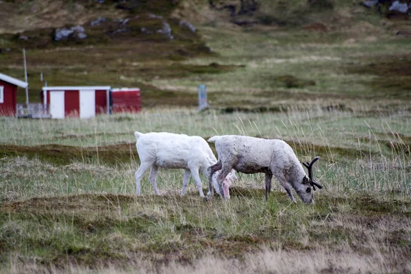 Rentiere Norwegen içinde — Stok fotoğraf