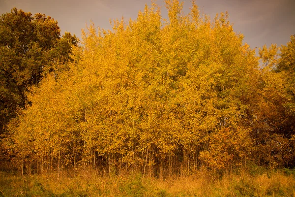 Otoño en octubre — Foto de Stock