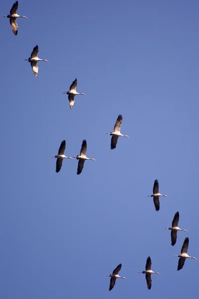 Wild geese in October — Stock Photo, Image