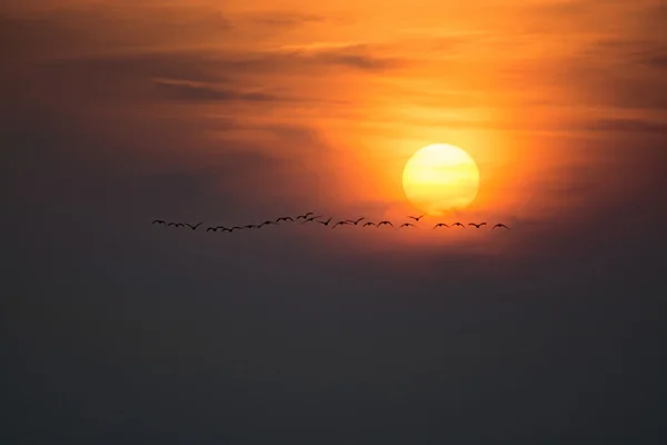 Gansos salvajes al atardecer — Foto de Stock