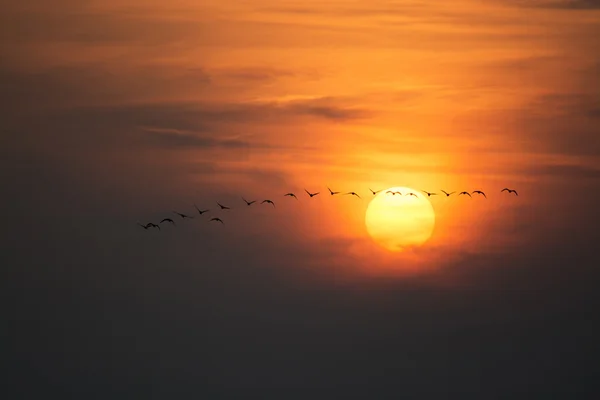 Gansos salvajes al atardecer — Foto de Stock