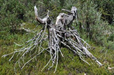 Silberkarklamm, Styria, Avusturya