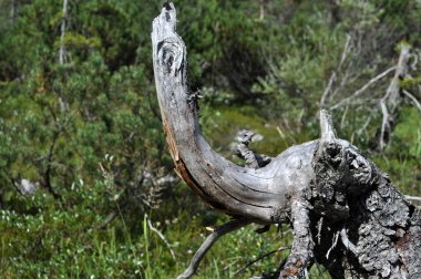 Silberkarklamm, Styria, Avusturya