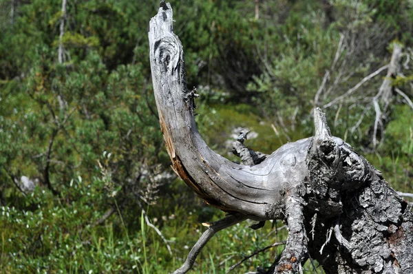 Silberkarklamm, Styria, Avusturya