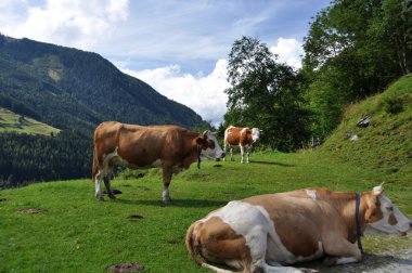 İnekler Styria, Avusturya için
