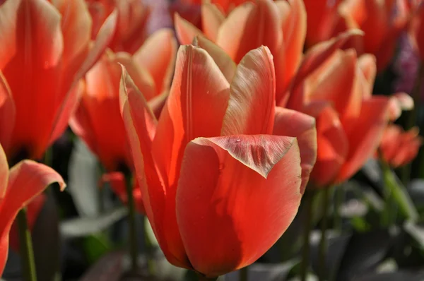 Tulipán květ v Nizozemsku — Stock fotografie