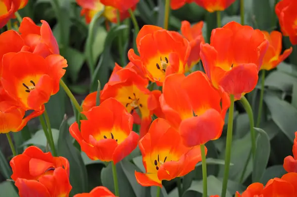 Flor de tulipán en los Países Bajos — Foto de Stock