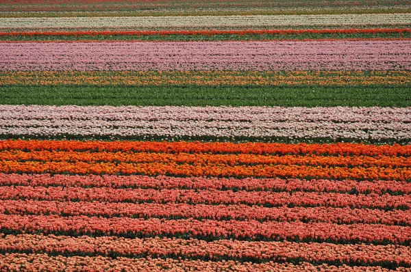 Tulipán květ v Nizozemsku — Stock fotografie