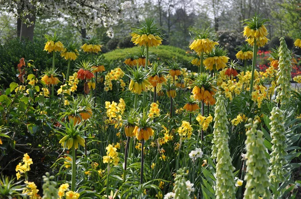 Hollanda Lale çiçeği