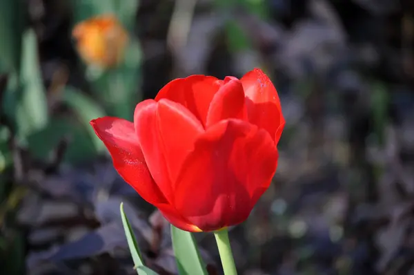 Flor de tulipán en los Países Bajos — Foto de Stock