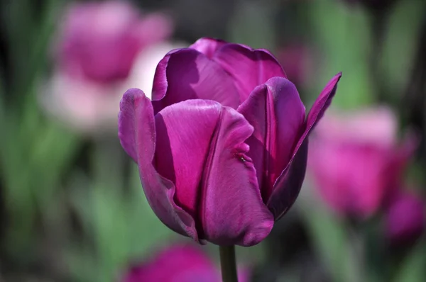 Flor de tulipán en los Países Bajos — Foto de Stock