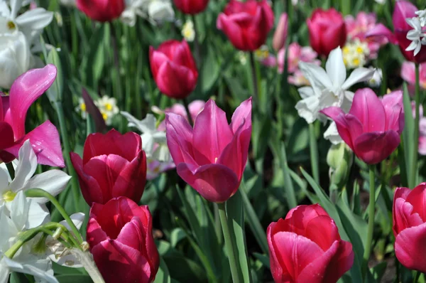 Flor de tulipán en los Países Bajos — Foto de Stock