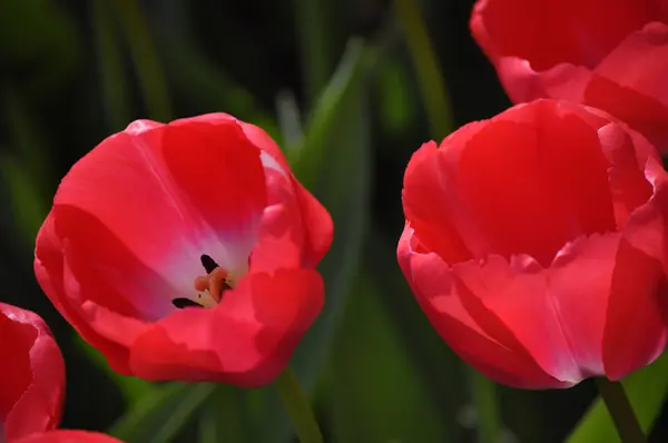 Flor de tulipán en los Países Bajos — Foto de Stock