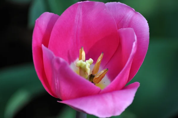 Flor de tulipán en los Países Bajos — Foto de Stock