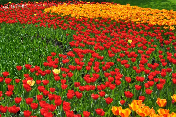 Tulipán květ v Nizozemsku — Stock fotografie
