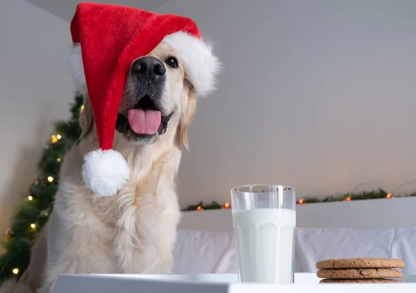 Golden Retriever Sombrero Santa Claus Come Galletas Perro Navidad —  Fotos de Stock