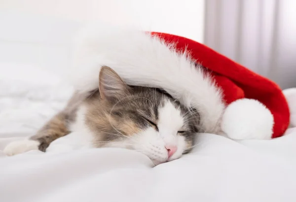 Roztomilé Kotě Červeném Klobouku Santa Clause Spí Posteli Vánoce 2021 — Stock fotografie