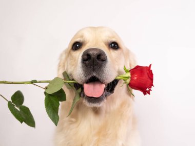 Golden Retriever beyaz arka planda ağzında kırmızı bir gül tutuyor. Sevgililer Günü için köpek..