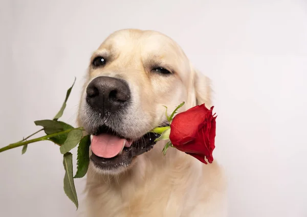 Golden Retriever beyaz arka planda ağzında kırmızı bir gül tutuyor. Sevgililer Günü için köpek..