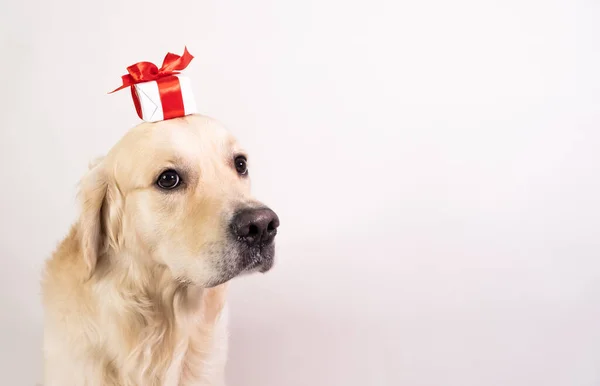 Собака Белом Фоне Подарком Голове Golden Retriever Valentine Day Christmas — стоковое фото