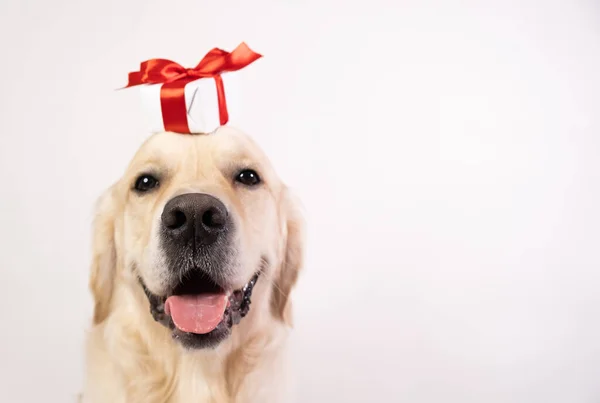 Собака Белом Фоне Подарком Голове Golden Retriever Valentine Day Christmas — стоковое фото