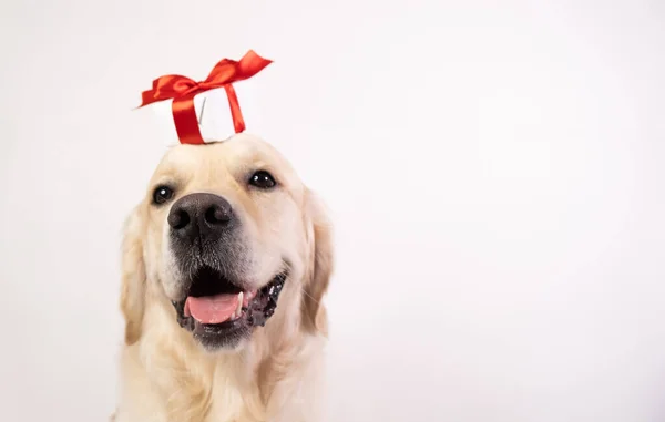 Pies Białym Tle Prezentem Głowie Golden Retriever Walentynki Boże Narodzenie — Zdjęcie stockowe