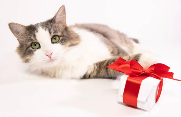 Gato Com Presente Fundo Branco Com Lugar Para Texto Casar — Fotografia de Stock