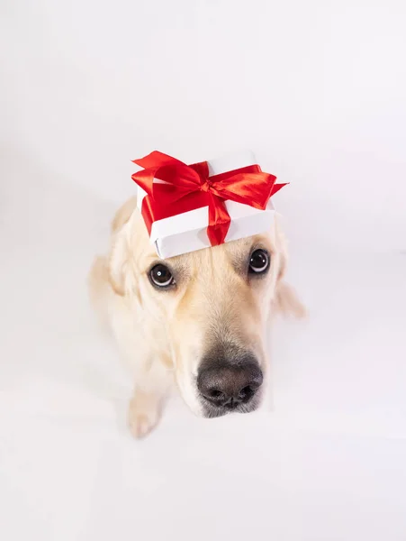 Hund Auf Weißem Hintergrund Mit Einem Geschenk Auf Dem Kopf — Stockfoto