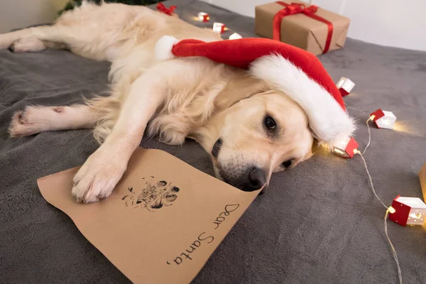 Золотистый Ретривер Пишет Письмо Санта Клаусу Возле Дерева Рождественская Собака — стоковое фото