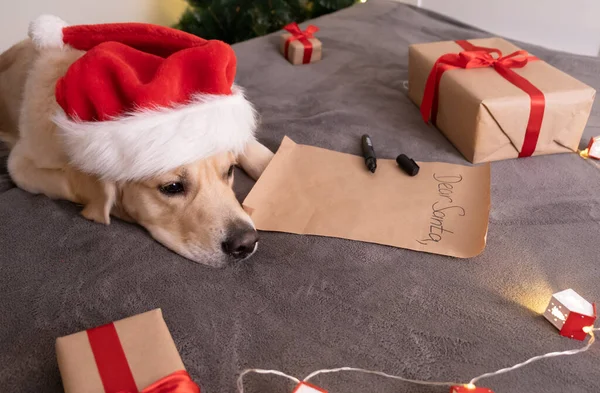 ゴールデンレトリバーは木の近くのサンタクラスに手紙を書きます クリスマス犬 — ストック写真