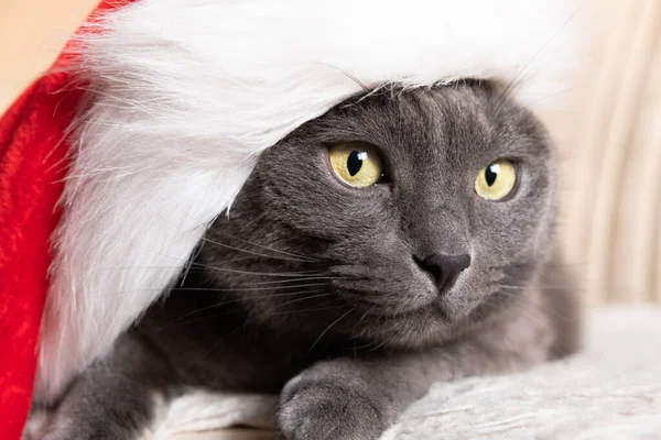 Śmieszny Szary Kot Santa Cute Christmas Cat Boże Narodzenie Zwierzak — Zdjęcie stockowe