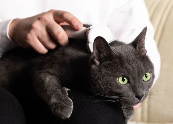 Mãos Masculinas Estão Escovando Gato Cinza Sentado Seu Colo Preparação — Fotografia de Stock