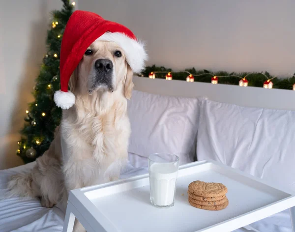 Golden Retriever Ένα Καπέλο Σάντα Claus Τρώει Μπισκότα Χριστουγεννιάτικο Σκυλί — Φωτογραφία Αρχείου