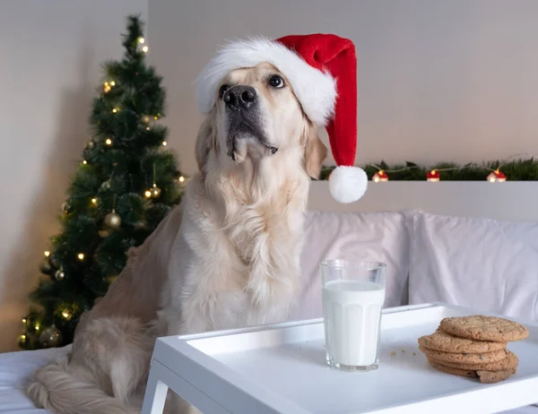 Золотистый Ретривер Шляпе Санта Клауса Ест Печенье Рождественская Собака — стоковое фото