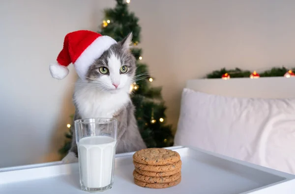 Vánoční Kočka Nosí Santa Claus Klobouk Jíst Mléko Sušenkami — Stock fotografie