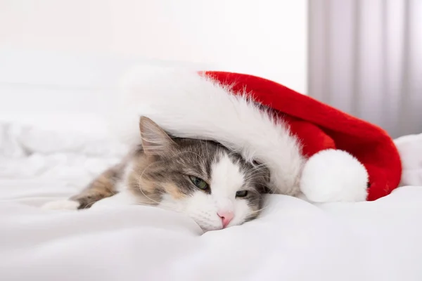 Słodki Kotek Czerwonym Kapeluszu Świętego Mikołaja Śpi Łóżku Boże Narodzenie — Zdjęcie stockowe